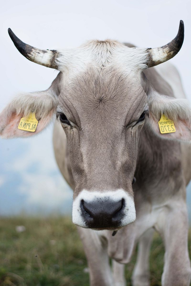 gray cow